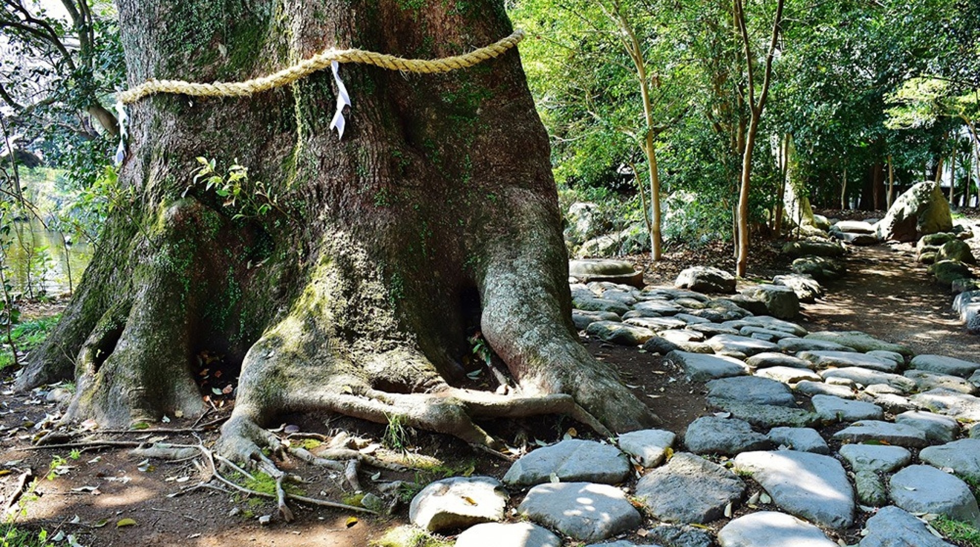 特殊伐採について
