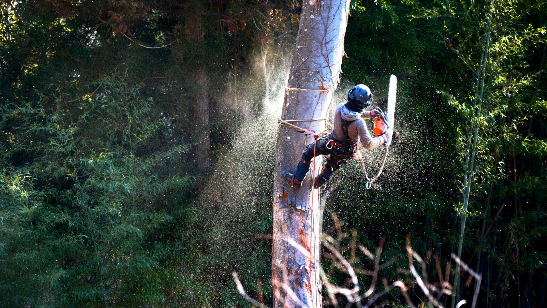 切る、活かす、届ける。大切な木に、丁寧な仕事を。