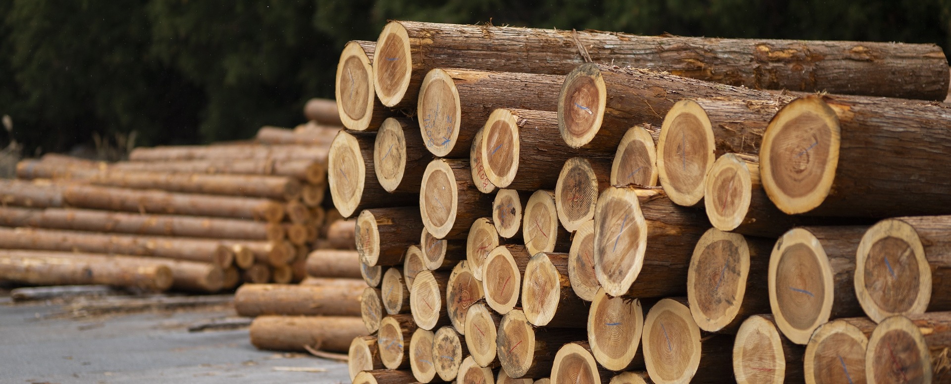 荒井木材の製材