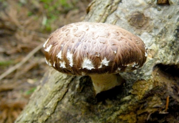 株式会社荒井木材